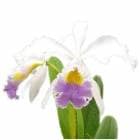 �ڲ֤ʤ����� ���ȥ쥢 ��٥饤�� C.Rabelais (C.Dupreana x C.gaskelliana) ���ۼ� 3.5��ȭ 30cm ���֥�����(BS)