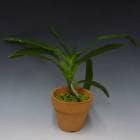 ڲ֤ʤ 󥰥쥫 ܥå꡼ Angcm.bosserii  ˧ᤢ 3ȭ 25cm ֥(BS)