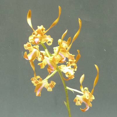 ǥɥӥ塼 󥲥ʥDen.tangerinumڲ֤ʤۡڸ