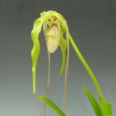 フラグミペディウム フィッシェリ 原種苗 (Phrag. fischeri) Phragmipedium fischeri