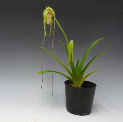 フラグミペディウム フィッシェリ 原種苗 (Phrag. fischeri) フラグミペディウム ワリシー<BR>Phrag.wallisii【花なし株】【原種