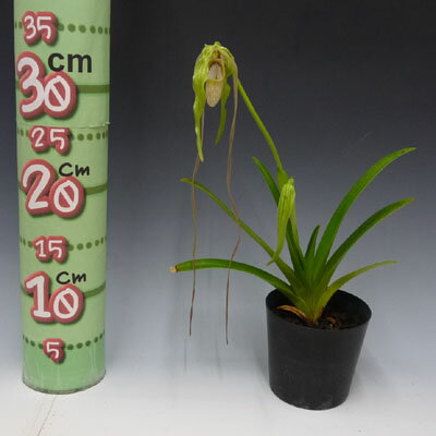 フラグミペディウム | 洋蘭.jp フラグミペディウム ハンボルティー