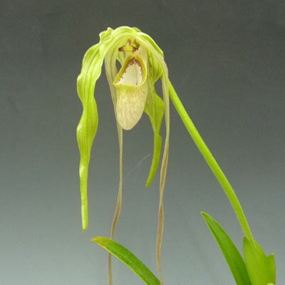 フラグミペディウム ワリシー<BR>Phrag.wallisii【花なし株】【原種