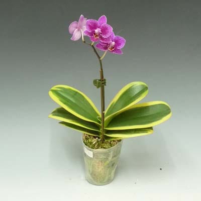ファレノプシス チアイーエンリン バリエガータ<BR>Phal.Chia E Yenlin 