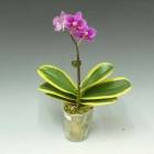 �ե���Υץ��� �������������� �Хꥨ������<BR>Phal.Chia E Yenlin (variegata) (Phal.Sogo Yenlin x Phal.Formosa Cranberry)�ڲ֤ʤ�����