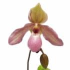 �ڲ֤ʤ����� �ѥե����ڥǥ���� �ꥢ Paph.Ria ���ۼ� 2.5��ȭ 30cm ���֥�����(BS)