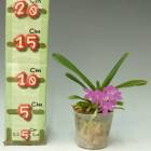 �ڲ֤ʤ����� �������ե��ͥ��� �ץ��֡��� Ascf.Petit Bouquet ���ۼ� 2��ȭ 15cm ���֥�����(BS)