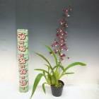 �ڲ֤ʤ����� ���󥷥��塼�� �����꡼�١��ӡ� �ƥ��������ȥե쥰��󥹡� Onc.Sharry Baby ��Sweet Fragrance�� ���ۼ� 3.5��ȭ 35cm ���֥�����(BS)