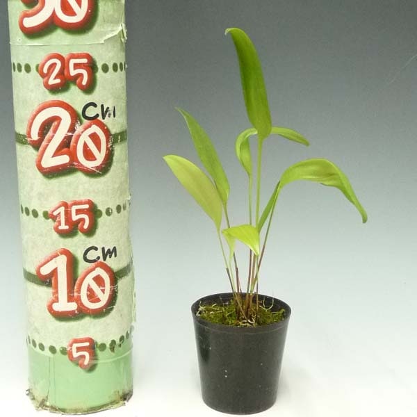 �ڲ֤ʤ����� �ץ쥦�����ꥹ ���ȥꥯ�� Pths.stricta ���� 3��ȭ 20cm ���֥�����(BS)