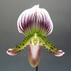 �ڲ֤ʤ����� �ѥե����ڥǥ���� �⡼�ǥ��� �����饿�� �ƥ����������� Paph.Maudiae var. coloratum ��Los Osos�� AM/AOS ���ۼ� 3��ȭ 50cm ���֥�����(BS)