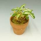 ڲ֤ʤ ǥɥӥ塼 Υӥ Х(Хꥨ) Den.nobile var. album (variegata)  3ȭ 15cm ֥(BS)