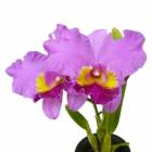 �ڲ֤ʤ����� ���ȥ쥢 ����ե����� ��Z-1030C�� C.Califlora ��Z-1030C�� ���ۼ� 4��ȭ 30cm ���֥�����(BS)