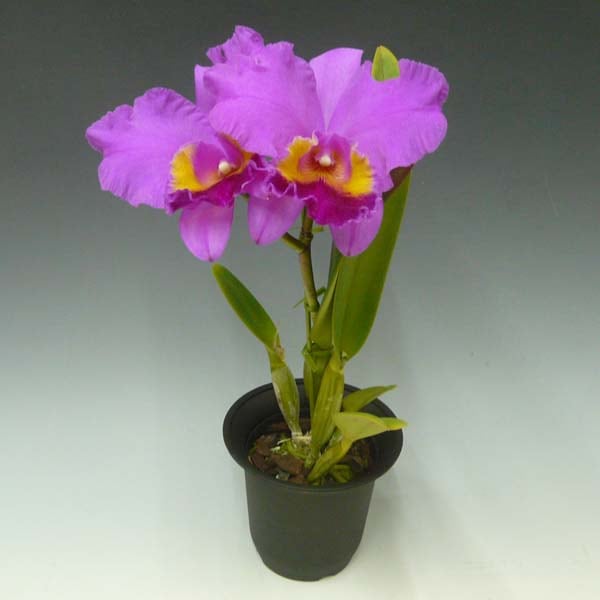 花なし株】 カトレア カリフローラ 'Z-1030C' C.Califlora 'Z-1030C