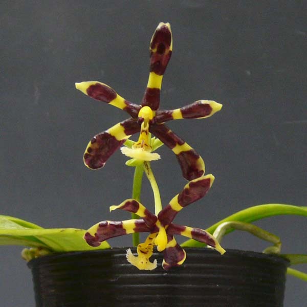 花なし株】 ファレノプシス マンニー ブラックタイプ Phal.mannii