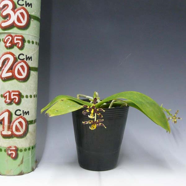 花なし株】 ファレノプシス マンニー ブラックタイプ Phal.mannii