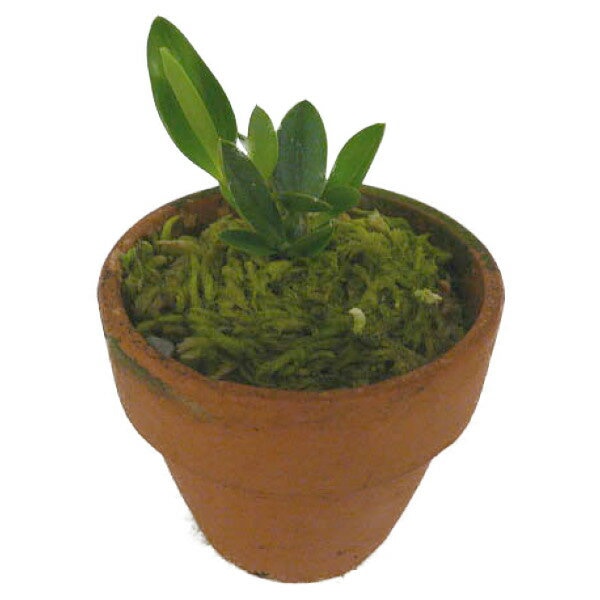 �ڲ֤ʤ����� ���ե��˥��� ����̥� �����쥢 S.cernua var. aurea ���� 2��ȭ 10cm 1��֥�����(NBS)