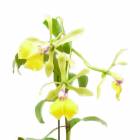 �ڲ֤ʤ����� ���ԥ��ȥ쥢 �ߥ���ץ饤�� Epc.Mikawa Prime ���ۼ� 2.5��ȭ 30cm ���֥�����(BS)