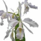 �ڲ֤ʤ����� ���ȥ쥢 �ޥ����� ����쥢 �ƥإ������� C.maxia var. coerulea ��Hector�� AM/AOS SM/JOGA ���� 3��ȭ 25cm ���֥�����(BS)