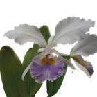 �ڲ֤ʤ����� ���ȥ쥢 �ߥ��� �ޥ��� �ԡ������� C.Mrs.Myra Peaters ���ۼ� ˧�ᤢ�� 4��ȭ 50cm 1��֥�����(NBS)