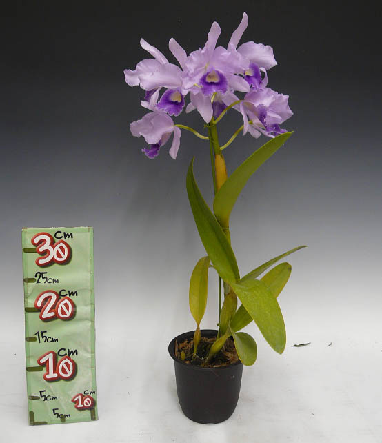 花なし株】 レリオカトレア プアポール 'ブルーヘブン' Lc.Poor Paul