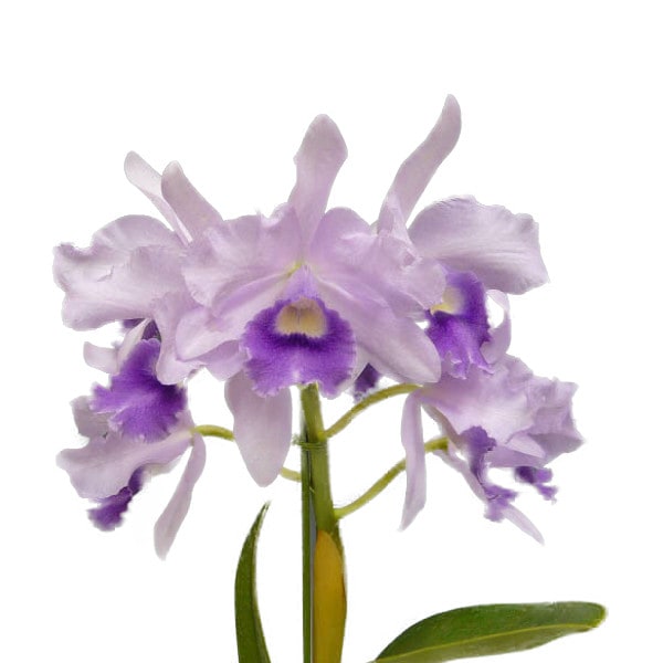 花なし株】 レリオカトレア プアポール 'ブルーヘブン' Lc.Poor Paul