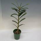 �ڲ֤ʤ����� �ޥ�����ꥢ �������ե���ߥ� Max.scalariformis ���� 5��ȭ 40cm ���֥�����(BS)