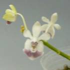 ڲ֤ʤ եΥץ ѥꥷ 쥢 Phal.parishii var. coerulea  2.5ȭ 15cm ֥(BS)