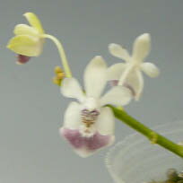 花なし株】 ファレノプシス パリシー セルレア Phal.parishii var