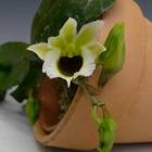 ڲ֤ʤ ꥳ 㥤ǥ Echn.rohtschildiana  2.5ȭ 10cm 1֥(NBS)