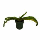 �ڲ֤ʤ����� �ѥե����ڥǥ���� �⥱�����ʥ� Paph.moqueteanum (�֤��礭�ʥ�����) ���� 3��ȭ 20cm ���֥�����(BS)