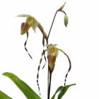 �ڲ֤ʤ����� �ѥե����ڥǥ���� �ޥ���� �ȥ� Paph.Mont Toro ���ۼ� 3.5��ȭ 40cm ���֥�����(BS)