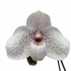 �ڲ֤ʤ����� �ѥե����ڥǥ���� �Х�� ���� �ڥ��ޥ� Paph.Vanda M.Perman ���ۼ� 3��ȭ 25cm ���֥�����(BS)