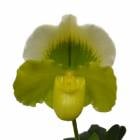 �ڲ֤ʤ����� �ѥե����ڥǥ���� �ȥߡ��إ��� �ƥ��륻���� Paph.Tomie Hanes ��Althea�� FCC/AOS ���ۼ� 3��ȭ 25cm ���֥�����(BS)