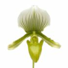 �ڲ֤ʤ����� �ѥե����ڥǥ���� �⡼�ǥ��� �ƥ�������� Paph.Maudiae ��The Queen�� AM/RHS/AOS ���ۼ� 3��ȭ 25cm ���֥�����(BS)