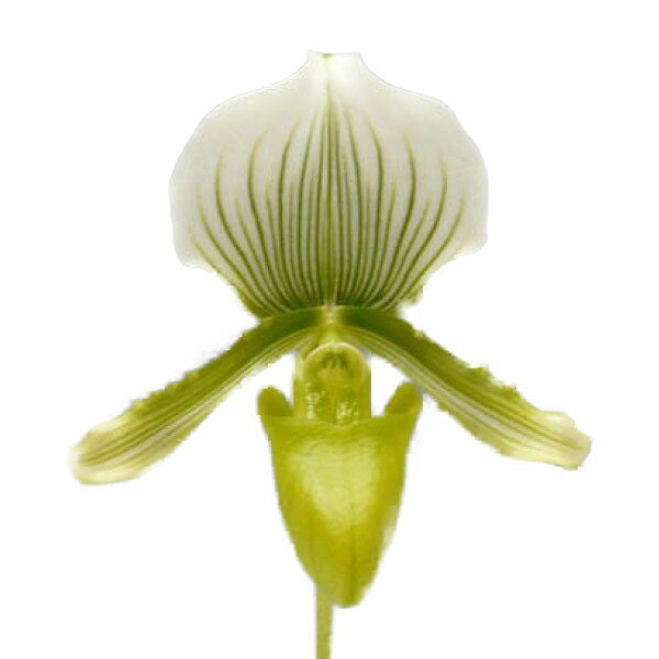 花なし株】 パフィオペディラム モーディエ 'クイーン' Paph
