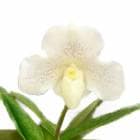 �ڲ֤ʤ����� �ѥե����ڥǥ���� �����åץС��ȥ�å� Paph.Skip Bartlett ��White Peppers�� HCC/AOS ���ۼ� 3��ȭ 25cm ���֥�����(BS)