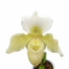 �ڲ֤ʤ����� �ѥե����ڥǥ���� ����å��ȥ󥭥� �ƥХ륹���祤���� Paph.Jack Tonkin ��Vals Choice�� AM/AOS ���ۼ� 3��ȭ 35cm ���֥�����(BS)