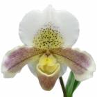 �ڲ֤ʤ����� �ѥե����ڥǥ���� �ӥ����ϥ� �ƥ��ץ�󥰥ۥ磻�ȡ� Paph.Via Ojai ��Spring White�� ���ۼ� 3��ȭ 20cm ���֥�����(BS)