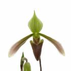 �ڲ֤ʤ����� �ѥե����ڥǥ���� �������ʥ� Paph.dayanum ���� 3��ȭ 20cm ���֥�����(BS)