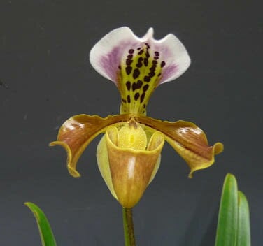 花なし株】 パフィオペディラム グラトリキシアナム Paph