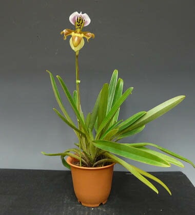 花なし株】 パフィオペディラム グラトリキシアナム Paph.gratrixianum