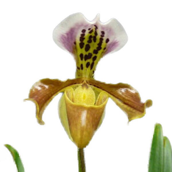 花なし株】 パフィオペディラム グラトリキシアナム Paph
