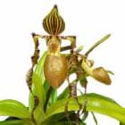 ڲ֤ʤ ѥեڥǥ ǥꥢʥ Paph.sanderianum  3.5ȭ 20cm 1֥(NBS)