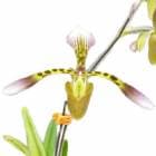 ڲ֤ʤ ѥեڥǥ ϥʥǥʥ Paph.haynaldianum 1Ω  4ȭ 25cm 1֥(NBS)