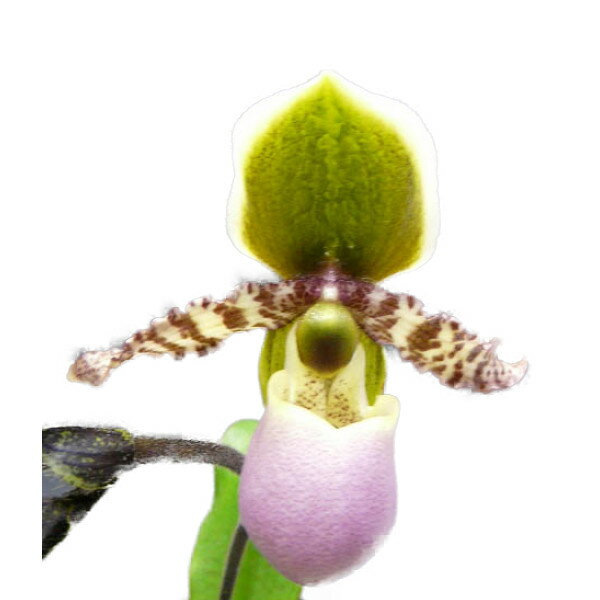 �ڲ֤ʤ����� �ѥե����ڥǥ���� �꡼�ߥ��ʥ� Paph.liemianum ���� 3.5��ȭ 30cm ���֥�����(BS)