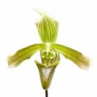 ڲ֤ʤ ѥեڥǥ Х˥ Paph.javanicum (Lombok)  3ȭ 25cm ֥(BS)