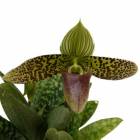 �ڲ֤ʤ����� �ѥե����ڥǥ���� �����ϥ��꡼ �ƥ������ Paph.sukhakulii ��Suwada�� BM/JOGA ���� 3��ȭ 20cm ���֥�����(BS)