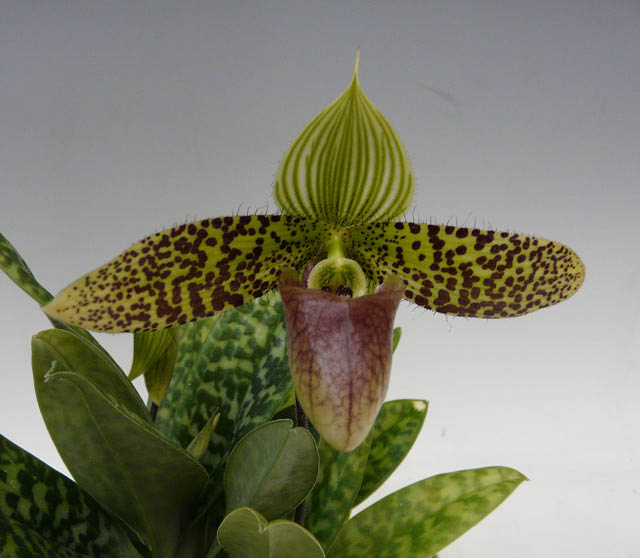 花なし株】 パフィオペディラム サクハクリー 'スワダ' Paph