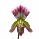 �ڲ֤ʤ����� �ѥե����ڥǥ���� �������ǥ� �����饿�� Paph.thailandense var. coloratum ���� 2.5��ȭ 35cm ���֥�����(BS)