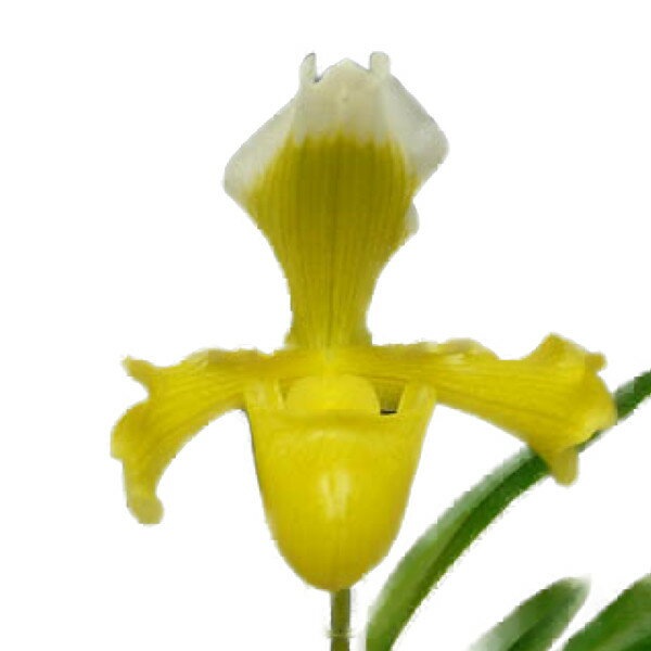 花なし株】 パフィオペディラム インシグネ サンデリアナム Paph